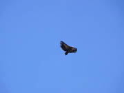 Белоголовый сип